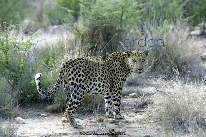  : Leopard (Panthera pardus). Namibia, Africa