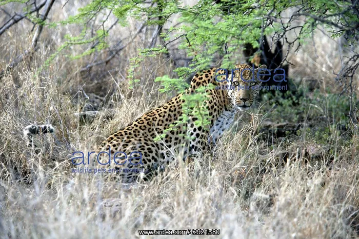 : Leopard (Panthera pardus). Namibia, Africa : Leopard (Panthera pardus). Namibia, Africa