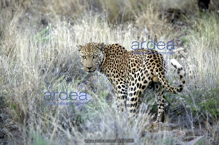  : Leopard (Panthera pardus). Namibia, Africa