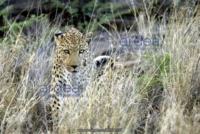 : Leopard (Panthera pardus). Namibia, Africa : Leopard (Panthera pardus). Namibia, Africa