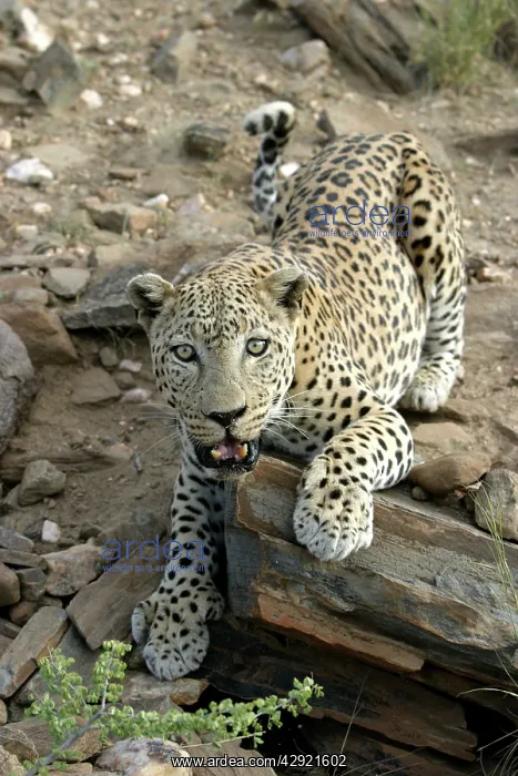 : Leopard (Panthera pardus). Namibia, Africa : Leopard (Panthera pardus). Namibia, Africa