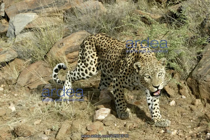  : Leopard (Panthera pardus). Namibia, Africa