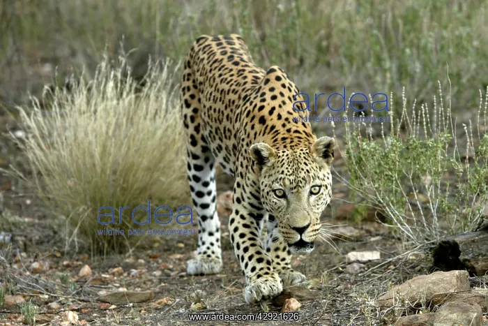  : Leopard (Panthera pardus). Namibia, Africa