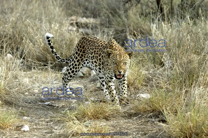 : Leopard (Panthera pardus). Namibia, Africa : Leopard (Panthera pardus). Namibia, Africa