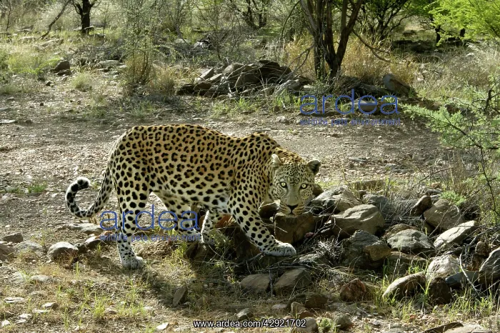  : Leopard (Panthera pardus). Namibia, Africa