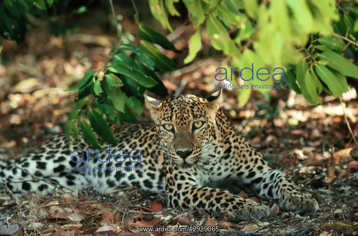  : Leopard (Panthera pardus). Asia