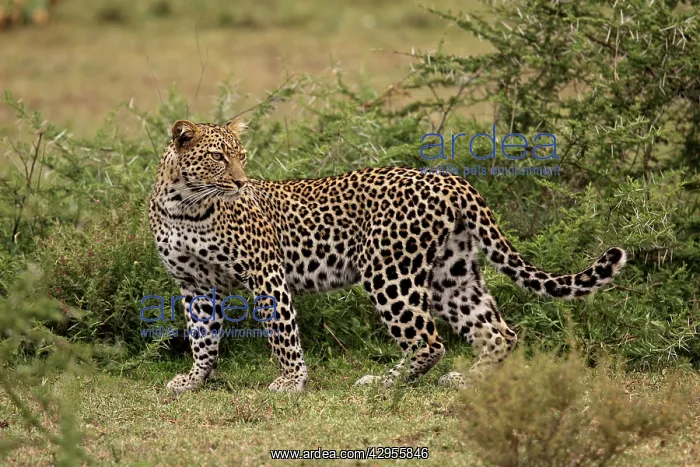 : Leopard (Panthera pardus). Ngorongoro Crater Reserve - Serengeti - Tanzania : Leopard (Panthera pardus). Ngorongoro Crater Reserve - Serengeti - Tanzania