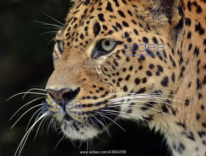  : Leopard Sri Lanka