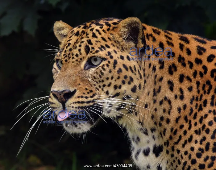  : Leopard Sri Lanka