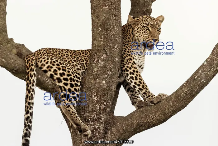  : Leopard sitting in tree. Masai Mara National Reserve, Kenya