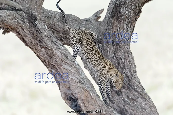 : Leopard (Panthera pardus) coming down a tree : Leopard (Panthera pardus) coming down a tree