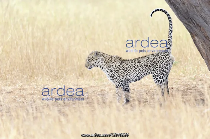 : Leopard (Panthera pardus) scent marking against a tree : Leopard (Panthera pardus) scent marking against a tree
