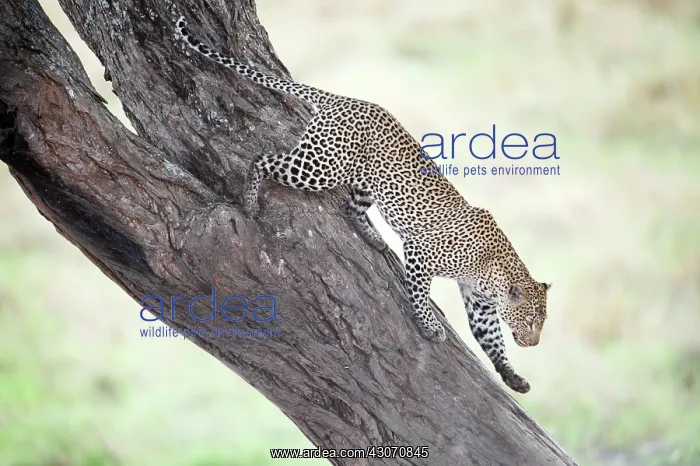: Leopard (Panthera pardus) coming down a tree : Leopard (Panthera pardus) coming down a tree