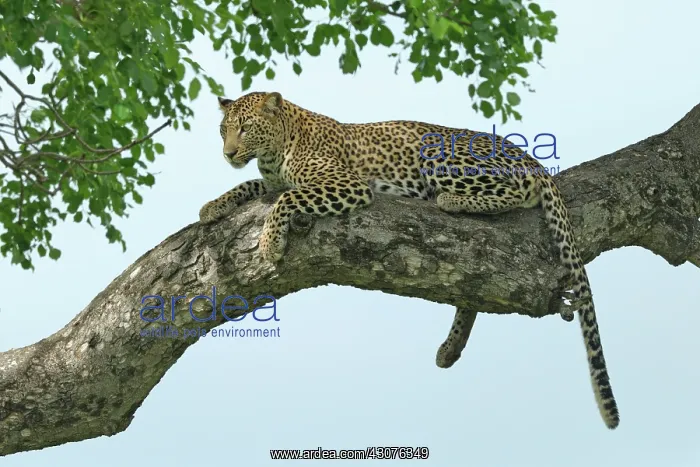 : Leopard (Panthera pardus) resting high on a thick branch of an unidentified tree : Leopard (Panthera pardus) resting high on a thick branch of an unidentified tree