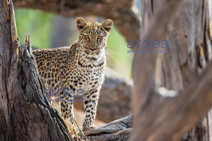 : Leopard. A leopard (Panthera pardus) posing on a log at sunrise : Leopard. A leopard (Panthera pardus) posing on a log at sunrise