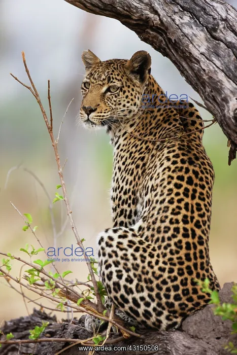 : Leopard. A Leopard (Panthera pardus) sitting underneath unidentified tree : Leopard. A Leopard (Panthera pardus) sitting underneath unidentified tree