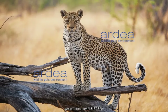 : Leopard. A Leopard (Panthera pardus) standing on a log of an unidentified tree at sunrise : Leopard. A Leopard (Panthera pardus) standing on a log of an unidentified tree at sunrise