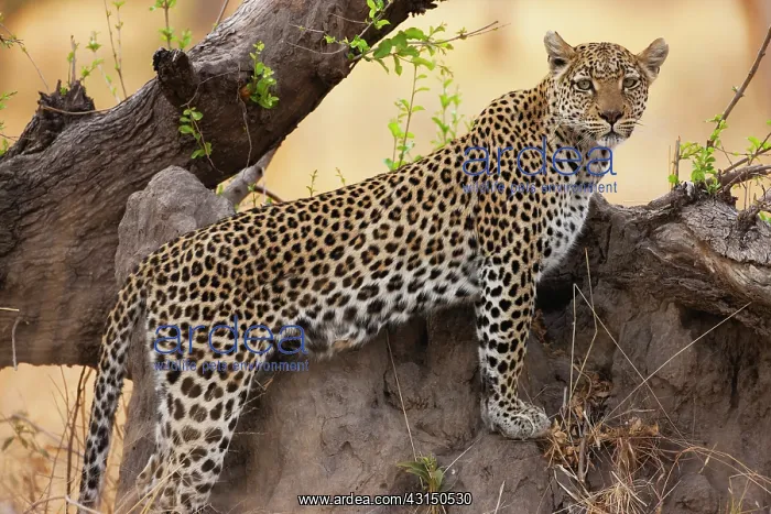 : Leopard. A Leopard (Panthera pardus) standing on a log of an unidentified tree at sunrise : Leopard. A Leopard (Panthera pardus) standing on a log of an unidentified tree at sunrise