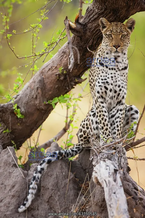 : Leopard. A Leopard (Panthera pardus) sitting on a log of an unidentified tree at sunrise : Leopard. A Leopard (Panthera pardus) sitting on a log of an unidentified tree at sunrise