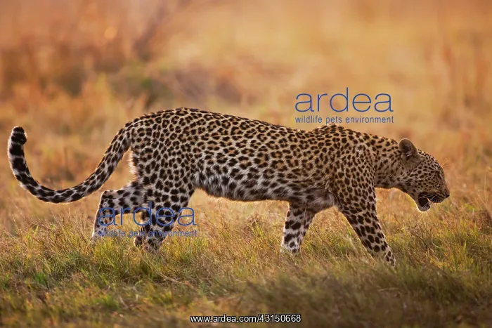 : Leopard. A Leopard (Panthera pardus) hunting in the early morning : Leopard. A Leopard (Panthera pardus) hunting in the early morning