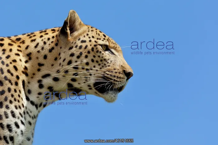 : Leopard (Panthera pardus) portrait in blue sky : Leopard (Panthera pardus) portrait in blue sky