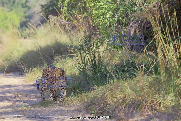 : Leopard. Male Leopard (Panthera pardus) walking in dry riverbed