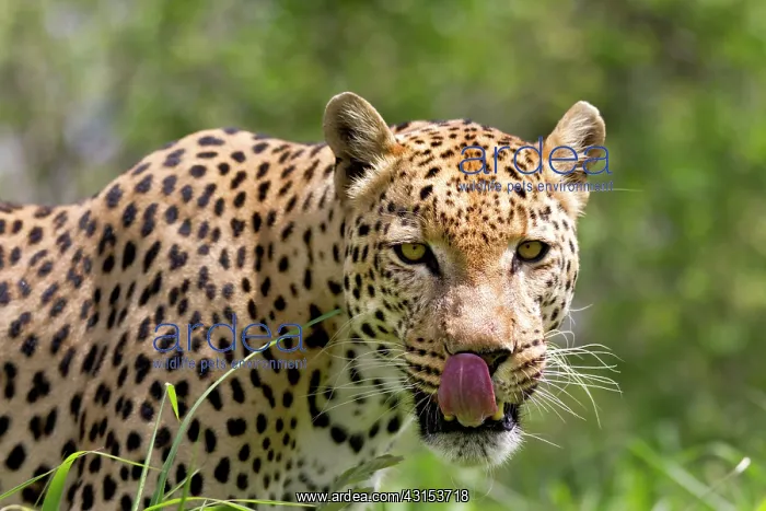 : Leopard (Panthera pardus) portrait : Leopard (Panthera pardus) portrait