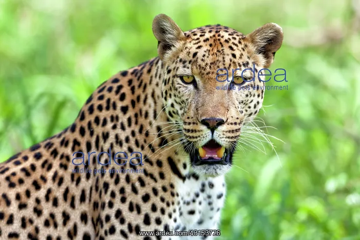 : Leopard (Panthera pardus) portrait : Leopard (Panthera pardus) portrait