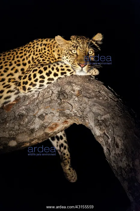 : Leopard. Spot lit Leopard (panthera pardus) laying on a tree branch at night : Leopard. Spot lit Leopard (panthera pardus) laying on a tree branch at night
