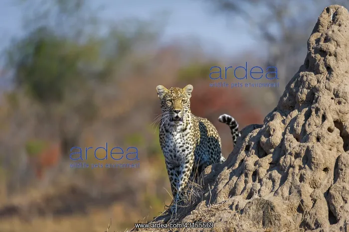 : Leopard. Female Leopard (Panthera pardus) beside anthill at sunrise : Leopard. Female Leopard (Panthera pardus) beside anthill at sunrise