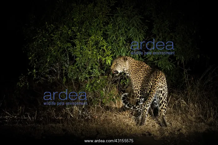: Leopard. Spot lit female Leopard (panthera pardus) at night : Leopard. Spot lit female Leopard (panthera pardus) at night