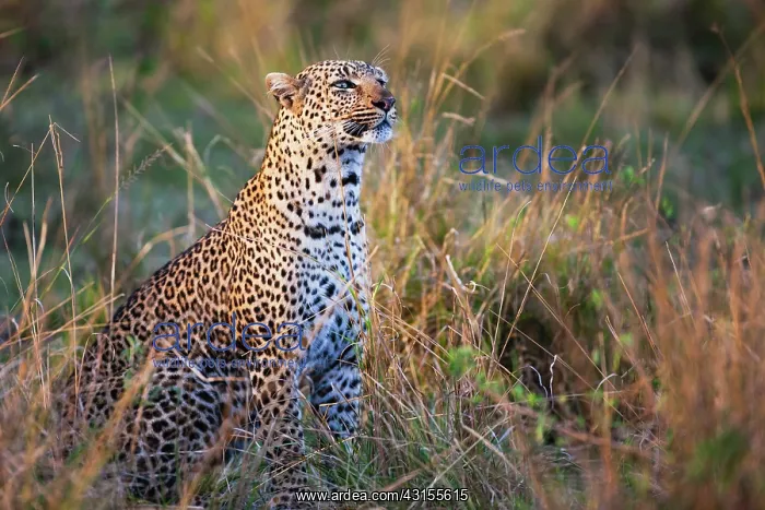 : Leopard. A Leopard (Panthera pardus) sitting up and smelling the air for scent : Leopard. A Leopard (Panthera pardus) sitting up and smelling the air for scent