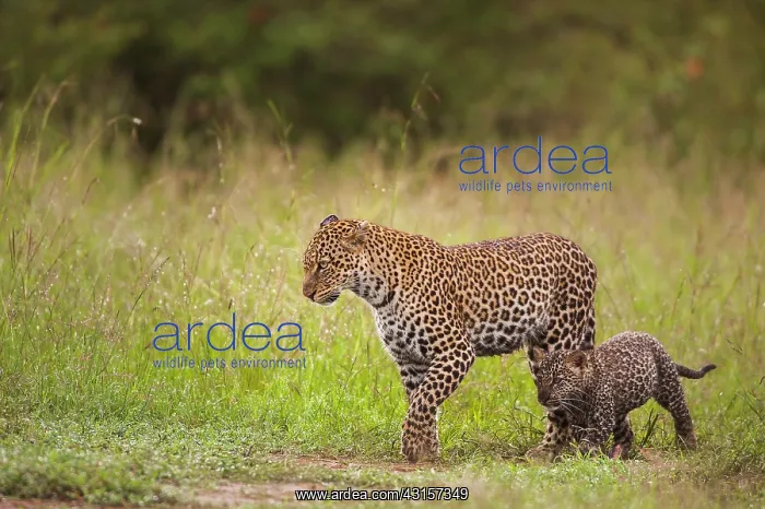  : Leopard (Panthera Pardus) mother and cub walking