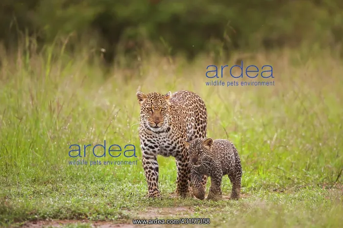 : Leopard (Panthera Pardus) mother and cub walking : Leopard (Panthera Pardus) mother and cub walking
