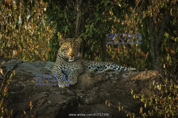 : Leopard. Juvenile male Leopard (Panthera Pardus) resting on rock : Leopard. Juvenile male Leopard (Panthera Pardus) resting on rock