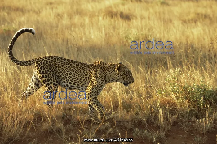 : Leopard (Panthera pardus) on the move, Kenya, Samburu National Reserve : Leopard (Panthera pardus) on the move, Kenya, Samburu National Reserve
