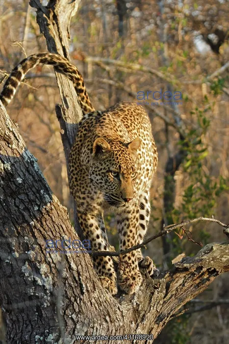 : Leopard (Panthera pardus) in a tree : Leopard (Panthera pardus) in a tree