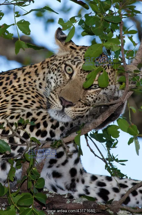 : Leopard. Close up of a female Leopard (panthera pardus) perched in a tree : Leopard. Close up of a female Leopard (panthera pardus) perched in a tree