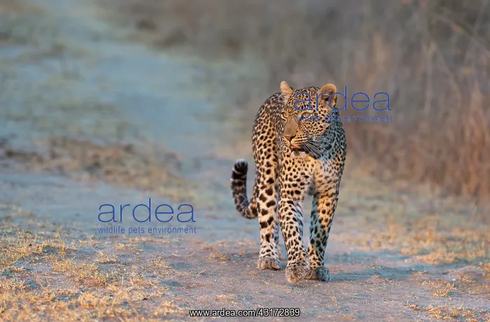 : Leopard (Panthera pardus) female walking towards the camera : Leopard (Panthera pardus) female walking towards the camera