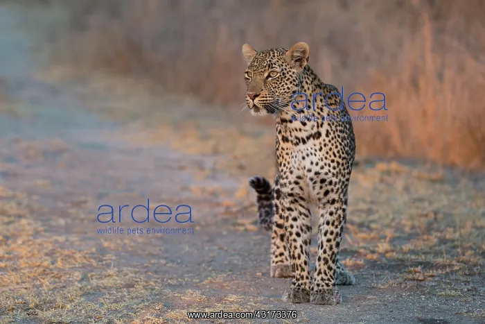 : Leopard (Panthera pardus) walking toward the camera : Leopard (Panthera pardus) walking toward the camera