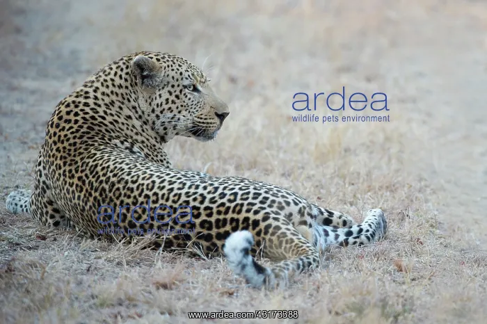 : Leopard (Panthera pardus) male resting on the ground : Leopard (Panthera pardus) male resting on the ground