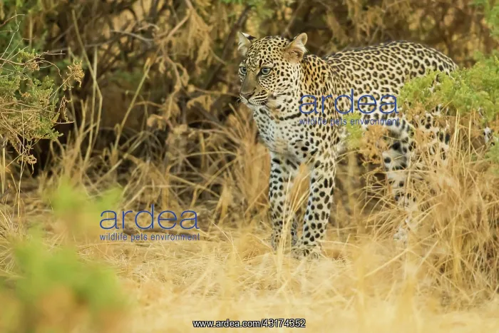 : Leopard (Panthera pardus) stalking prey in the tall grass at dusk : Leopard (Panthera pardus) stalking prey in the tall grass at dusk