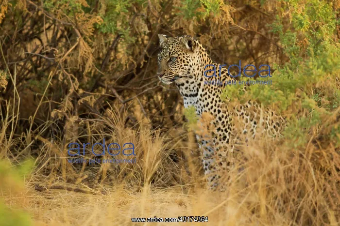 : Leopard (Panthera pardus) stalking prey in the tall grass at dusk : Leopard (Panthera pardus) stalking prey in the tall grass at dusk