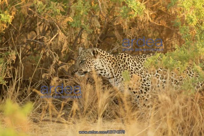 : Leopard (Panthera pardus) looking to the left, Kenya, Samburu National Game Reserve : Leopard (Panthera pardus) looking to the left, Kenya, Samburu National Game Reserve