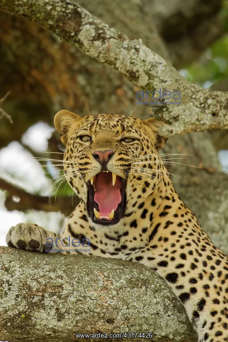 : Leopard (Panthera pardus) resting in a tree, yawning, Kenya, Masai Mara National Reserve : Leopard (Panthera pardus) resting in a tree, yawning, Kenya, Masai Mara National Reserve