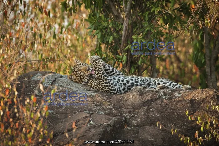 : Leopard. Young Leopard (Panthera pardus) lying on rock : Leopard. Young Leopard (Panthera pardus) lying on rock