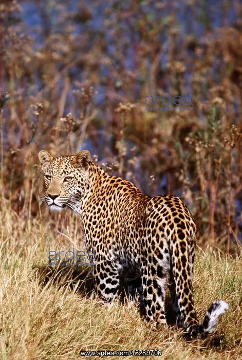  : LEOPARD