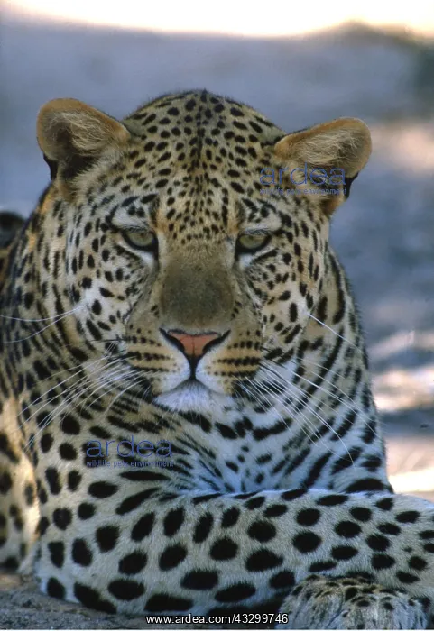 : LEOPARD : LEOPARD
