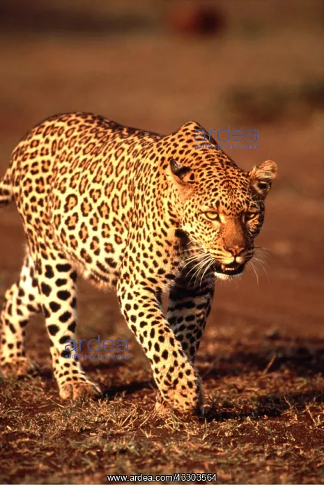: LEOPARD : LEOPARD