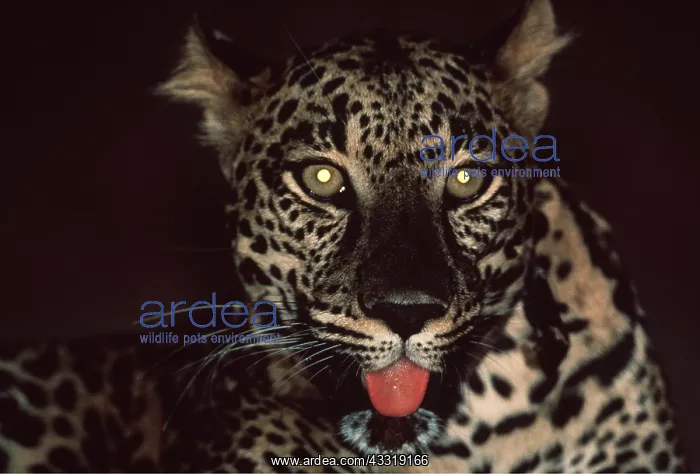 : LEOPARD : LEOPARD